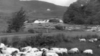 Object Sheep at Aasleagh Falls, County Mayo.cover picture