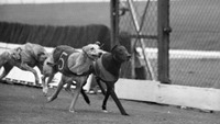 Object Greyhound Racing at Shelbourne Park, Dublinhas no cover