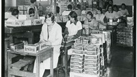 Object Female workers labelling small tins of Jacob's goods for exportcover picture