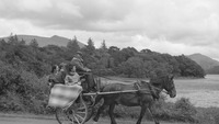 Object Jaunting Cars in Muckross Estate, Killarneycover picture