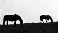 Object Horses, County Donegal.cover picture