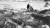 Object Inspecting kelp, Carna, Connemara, County Galway.cover picture