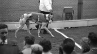 Object Greyhound Racing at Shelbourne Park, Dublincover picture