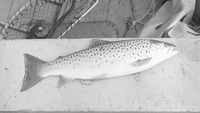 Object Trout Fishing on Lough Carra Co. Mayohas no cover picture