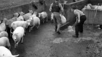 Object Sheep dipping , County Mayo.cover picture