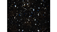 Object ISAP 04418, photograph of polarised thin section of stone axehas no cover picture