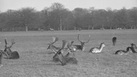 Object Deer in the Phoenix Park, Dublinhas no cover picture