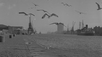 Object Port of Dublin with flock of seagullscover
