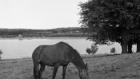 Object Horse grazing, Blessington, County Wicklow.has no cover picture