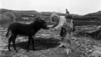 Object Donkey, County Donegal.cover picture