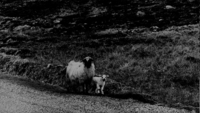 Object Sheep in County Donegal.cover