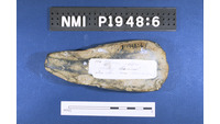 Object ISAP 03742, photograph of face 2 of stone axecover