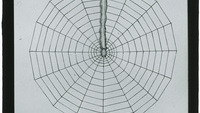 Object Glass slide: drawing of a spider’s webcover picture