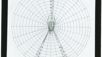 Object Glass slide: drawing of a spider’s web, with spidercover picture