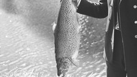 Object 16 1/2 lb. Trout for F., [ Frank] O'Brienhas no cover picture