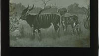 Object Glass slide: drawing of horned deercover picture
