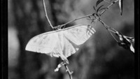 Object Negative: A moth. ‘Actias Selene. Abbottabad. July 1914’cover