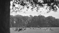 Object Deer in the Phoenix Park, Dublinhas no cover picture