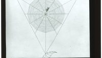 Object Drawing of a spider’s web with spiderhas no cover picture