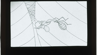Object Drawing of an antcover picture