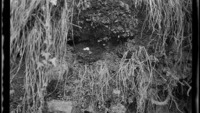 Object Negative: ‘Nest of Stoparola Melanops 10.5.19’cover picture