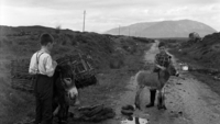 Object Donkeys, Connemara, County Galway.cover picture
