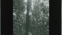 Object Boxed instruments suspended from a large tree (British Guiana)cover picture