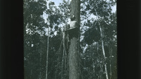 Object A man sitting on a wooden seat attached to a pulley system (British Guiana)cover picture
