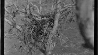 Object Negative: A bird’s nest in the forked branch of a treecover picture