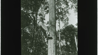 Object A man suspended from a tree with an instrument in his hands (British Guiana)has no cover