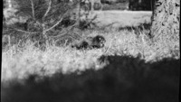 Object Negative: A squirrel-like creature sitting on the groundcover