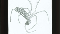 Object Drawing of a spiderhas no cover