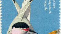 Object Europa - National Birds (Tern)cover picture
