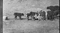 Object ‘26 June yak calves atMinitaka Agzi’cover