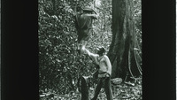 Object A man supporting a rope ladder while another climbs it (British Guiana)has no cover