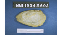 Object ISAP 03965, photograph of face 2 of stone axecover
