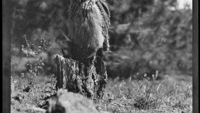 Object Negative: An owl on a tree stumpcover