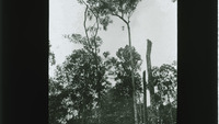 Object Trees and treetops with a boxed instrument suspended from one of the branches (British Guiana)has no cover